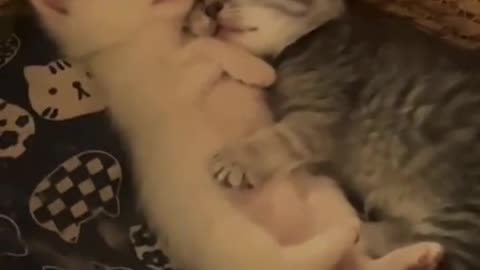 Peaceful Slumber: Adorable Kittens Sleeping Soundly 😴