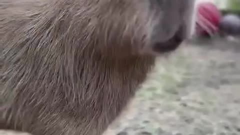 Capybaras can dive and hold their breath underwater for up to 5 minutes.