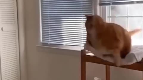 FUNNY CAT JUMPING VEDIO