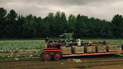 Harvesting tools for onions, carrots, broccoli, and cabbage: global modern agriculture technology