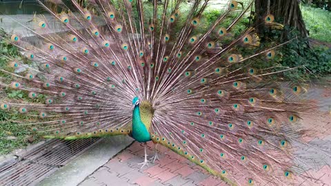 Peacock Shows Plumage While Person Whistles