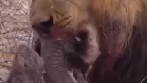 Lion fighting