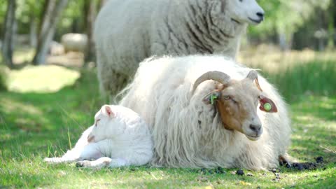 Sheep Animal Stock Lamb White Wool Cute