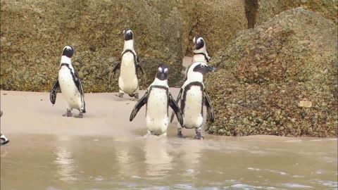 PENGUINS Animals For Kids | All Things Animal TV