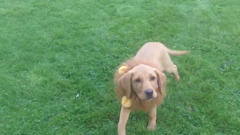 SCARED LABRADOR DOG #DOGLIFE