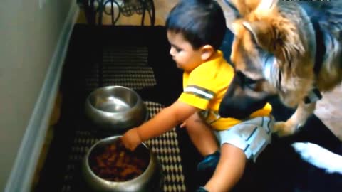 Oh my God, a one-year-old child is feeding two dogs by himself