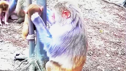 funny funny videos funny jokes funny animals funny memes funny pictures funny names