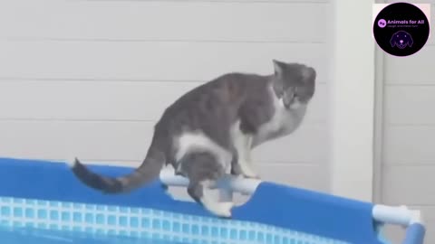 😂 FUNNY 🙀 CATS Falling into 🌊 WATER !!! [COMPILATION]