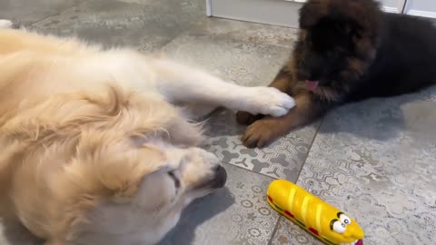 Golden Retriever Attacked by German Shepherd Puppy