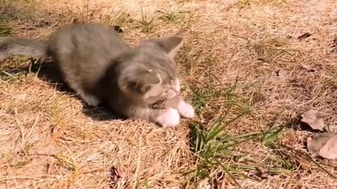 Japanese Spiny Lobster vs Cat#######!!!!