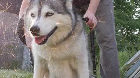 Fur Blowing Husky