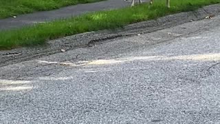 Rare Piebald Deer Spotted in Maine