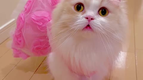 So Beautiful Cat 🐈