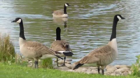 Canada goose