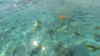 Les requins de Bora bora