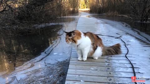 5 jenis kucing yang terkenal di Indonesia