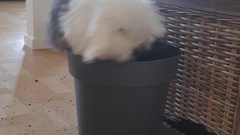 Bunny Digs Up Potted Plant