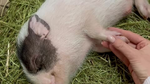 Little Pig Enjoys Sleepy Snuggles