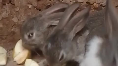 cute rabbit eating