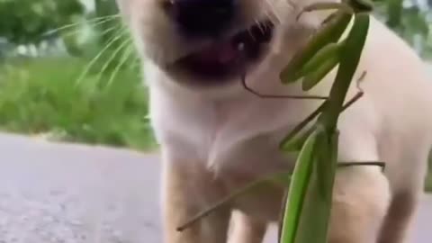 Dog And Insect Cute Fight 😍