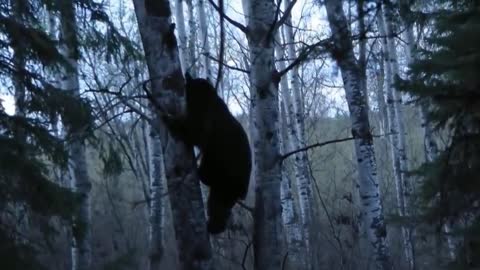 The Black Bear That Can Climb Trees