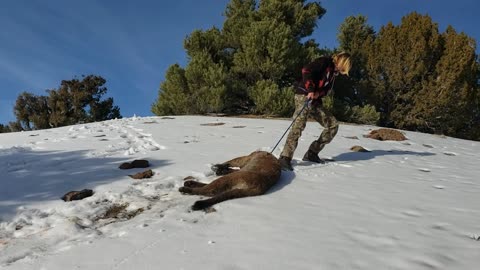 Mountain Lion Hunt