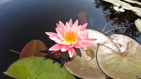 Water Lily