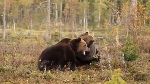 Strong Black Bear