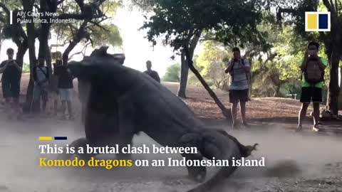 Two huge Komodo dragons fight on Indonesian island