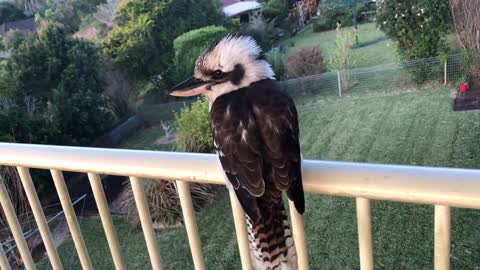 Laughing Kookaburra - enjoying afternoon at my deck.