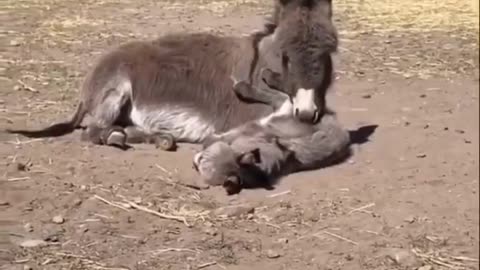 Mama donkey and her baby..🐴😍