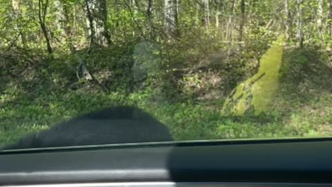 Curious Black Bear Bites Rearview Mirror