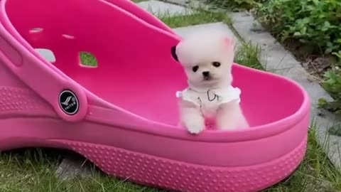 Dog Lovers, O.M.G. So Absolutely Adorable #shorts #shortvideo #video #virals #videoviral