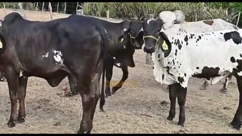 Collection of Big Fat Cows and Cute Calves on the Grassland