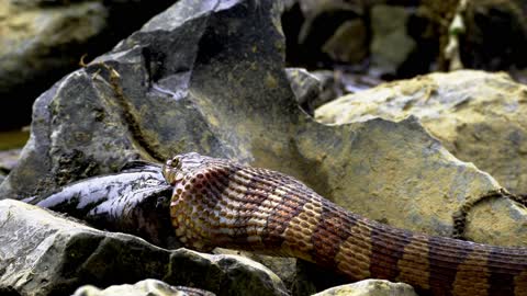 Snake Feeding