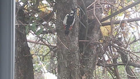 А woodpecker flew in for lunch