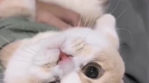 Cute little cat. Do you want to own one?