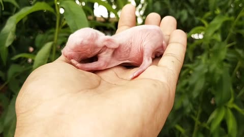 Rabbit Baby of only two days