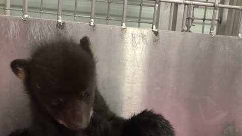 Finnegan Bear in The Cub Nursery March 21 2016