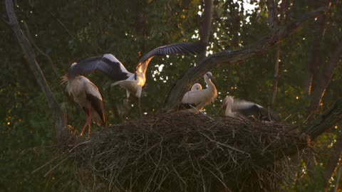 The first flight of a stork from the nest 🪶