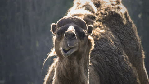 Mammal , Animal , Camel