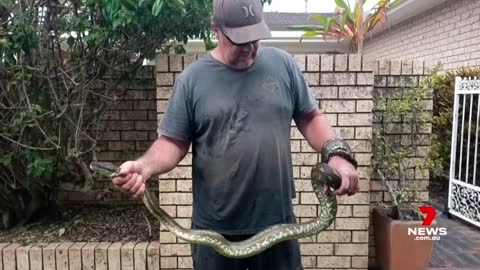 5-year-old boy survives terrifying encounter with snake near Byron Bay | 7NEWS