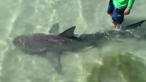 Shark Shark Attacks Video Rumble App