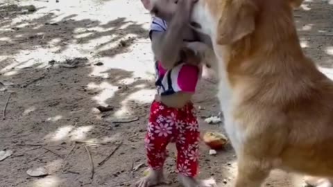 Monkey and dog