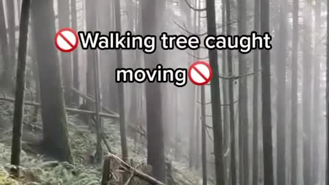 Trees moving by themselves