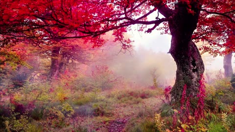 Serenity in the Rain: Autumn Forest *Meditation* *peace of mind* *relaxation*