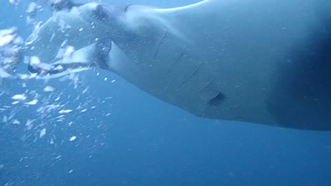 On Raja Ampat Island, see the state of the manta rays up close