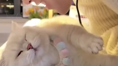 A cat with a sweet cry