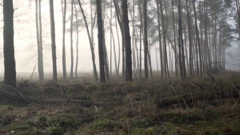 relaxation with music in the forest makes the mind calm