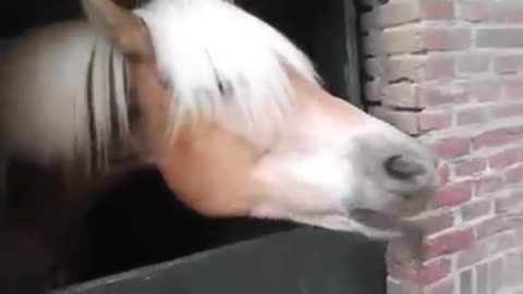 Horse making funny noises